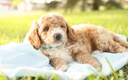Mini Goldendoodle dogs for sale: Rio - Image 6
