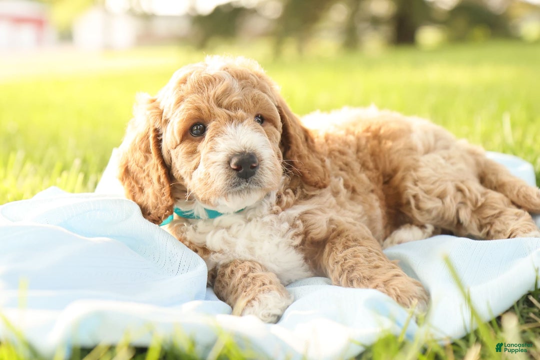 Mini Goldendoodle dogs for sale: Rio - Image 6