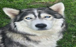 Siberian Husky dogs for sale: Sadie - Image 1