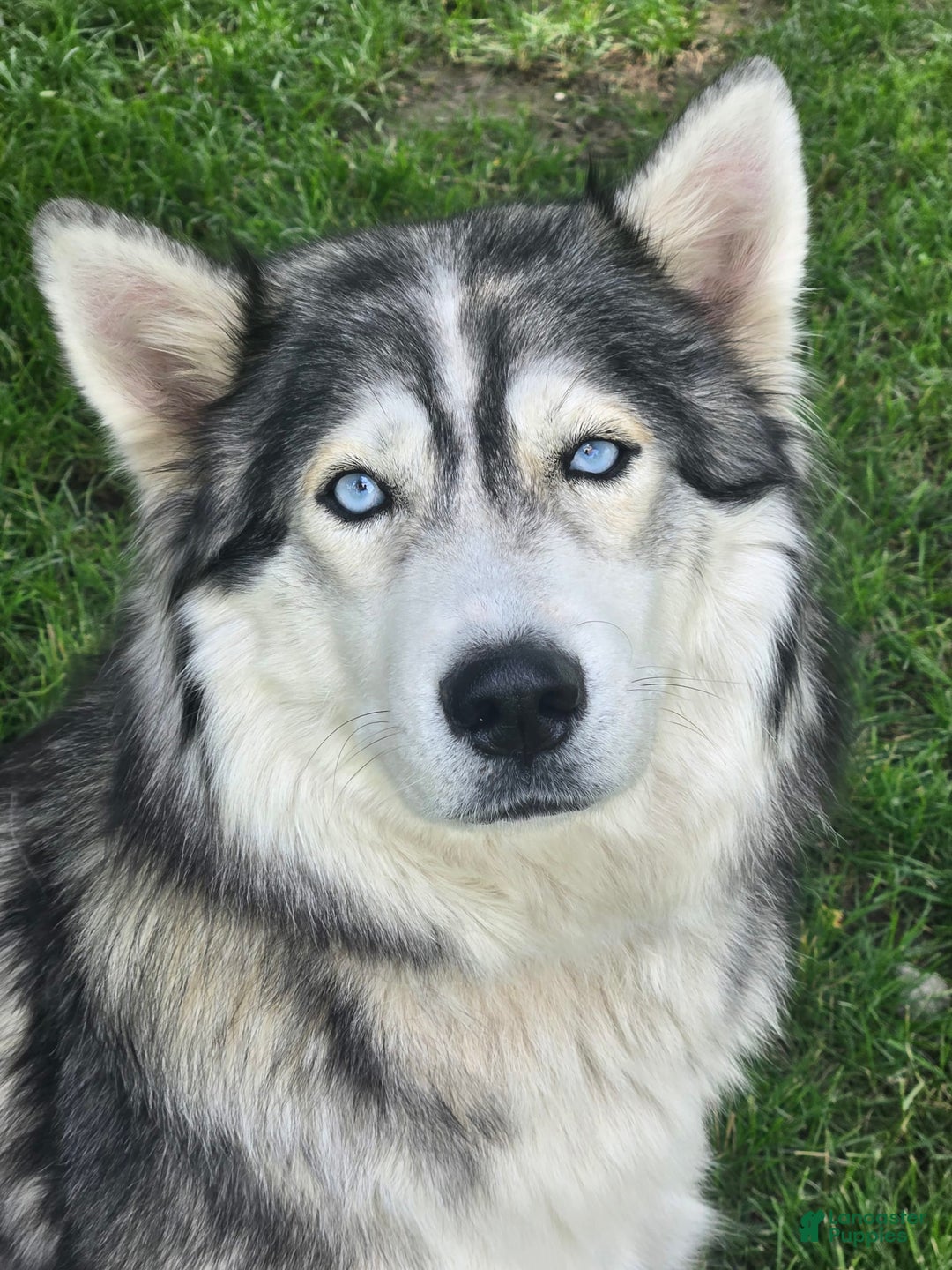 Siberian Husky dogs for sale: Sadie - Image 1