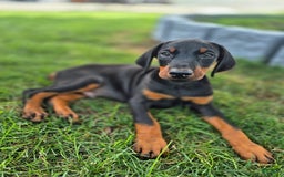 Doberman Pinscher dogs for sale: Dawson - Image 1