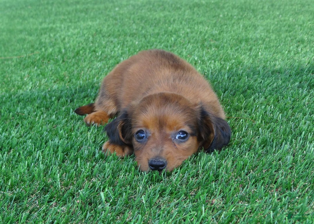 Miniature Dachshund dogs for sale: Abby - Image 7