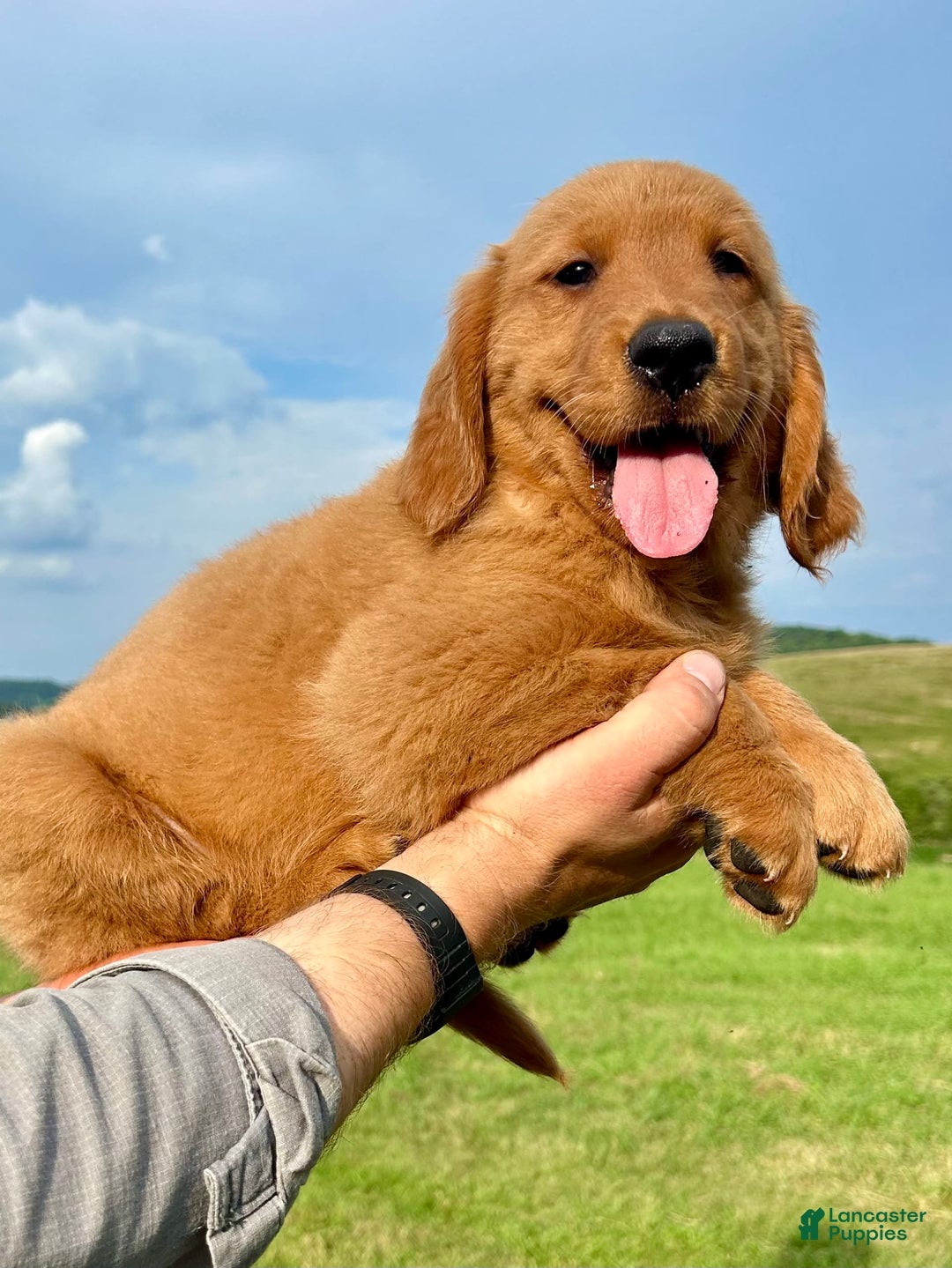 Golden Retriever dogs for sale: Clifford - Image 1