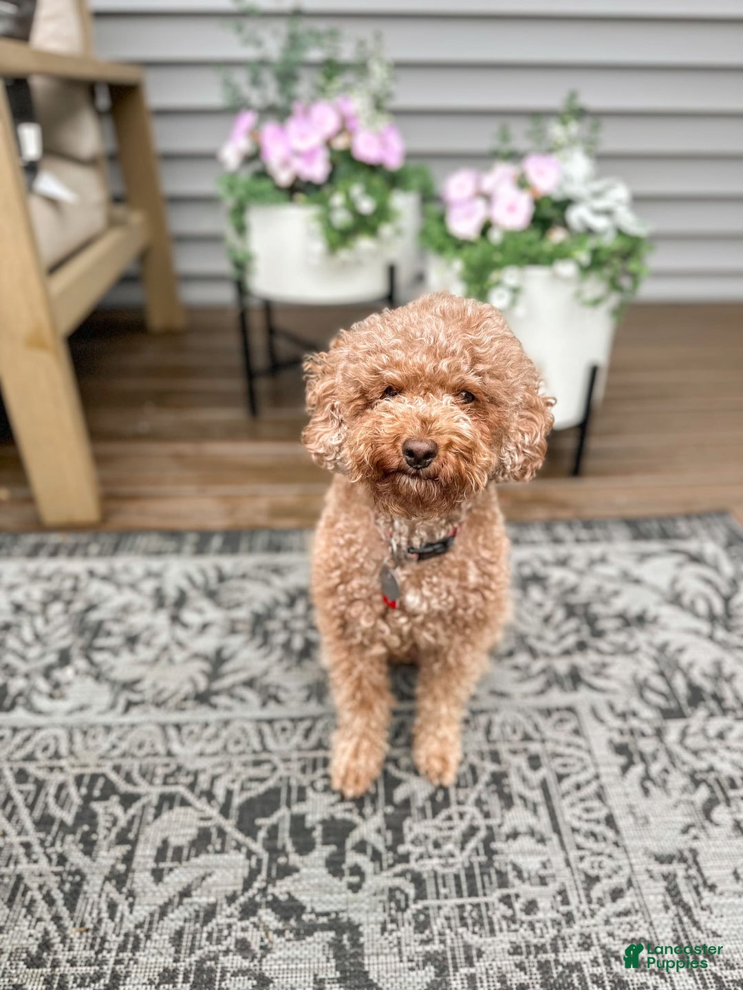 Mini Goldendoodle dogs for sale: Rosco - Image 9