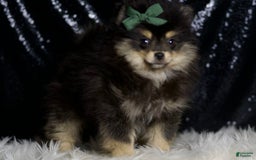 Pomeranian dogs for sale: Bingo - Image 6