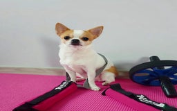 Chihuahua dogs for sale: Kelly - Image 7