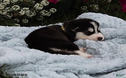 Alaskan Malamute dogs for sale: Willow - Image 2