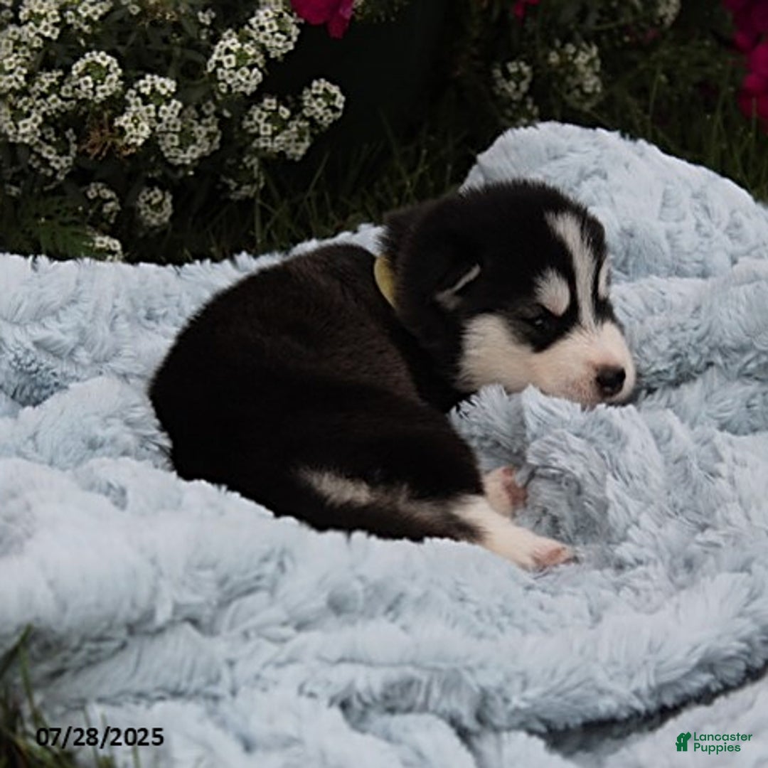 Alaskan Malamute dogs for sale: Willow - Image 2