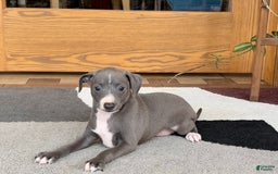 Italian Greyhound dogs for sale: JJ - Image 3