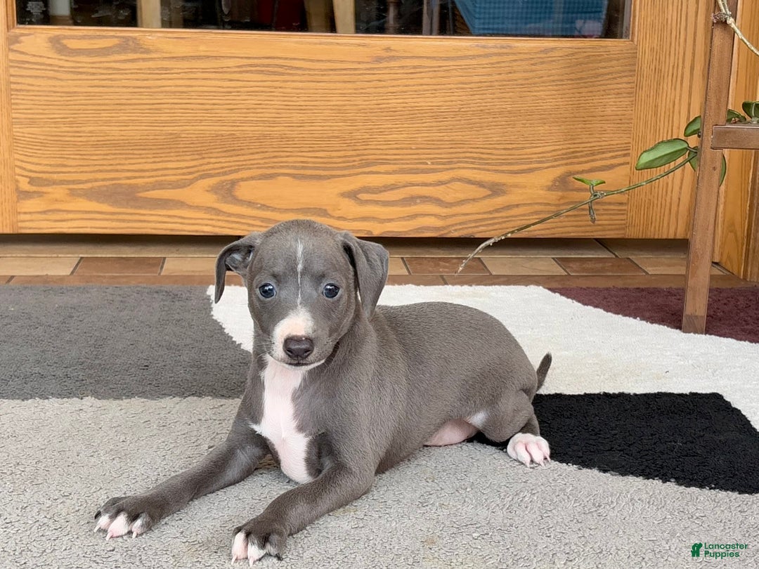 Italian Greyhound dogs for sale: JJ - Image 3