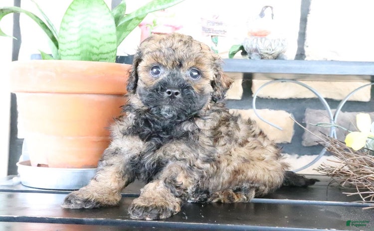 Shihpoo dogs for sale - Ad 4