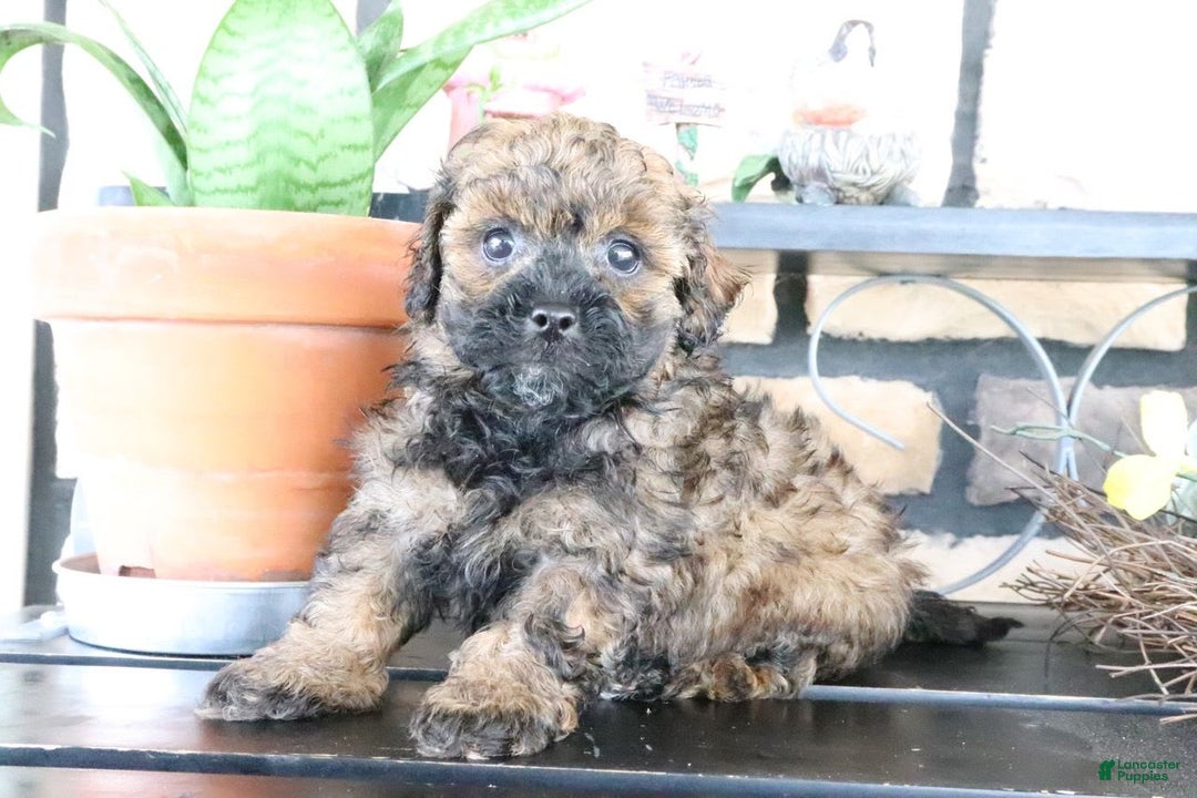 Shihpoo dogs for sale: Axel - Image 1
