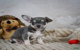 Chihuahua dogs for sale: Samuel - Image 4