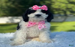 Goldendoodle dogs for sale: Molly - Image 5