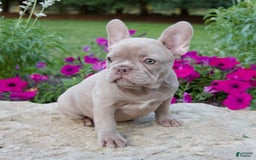 French Bulldog dogs for sale: Ellie - Image 1