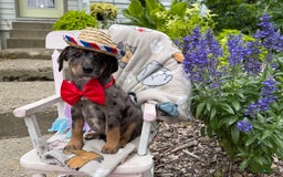Australian Cattle Dog dogs for sale: Mason - Image 3
