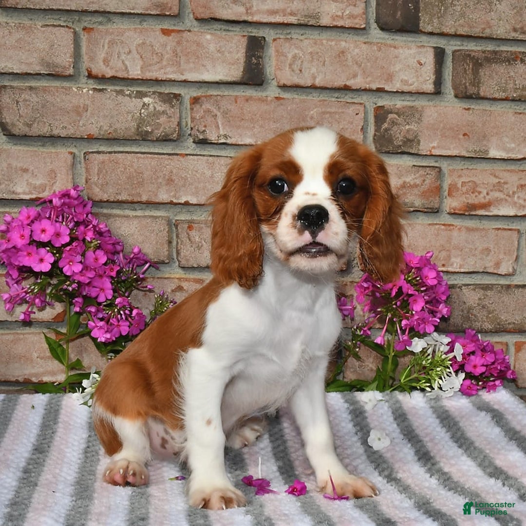 Cavalier King Charles Spaniel dogs for sale: Sparky - Image 6