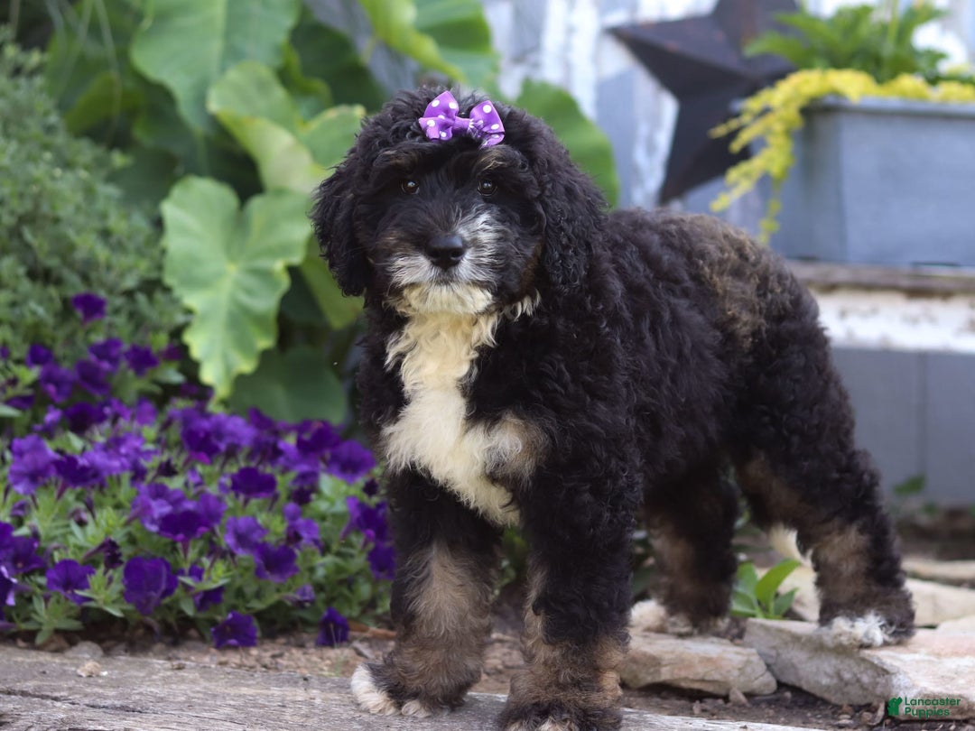 Bernedoodle dogs for sale: Charlotte - Image 4