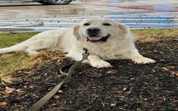 Golden Retriever dogs for sale: Titan - Image 5