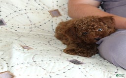 Toy Poodle dogs for sale: Eleanor - Image 18