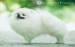 Pomeranian dogs for sale: Lola - Image 7