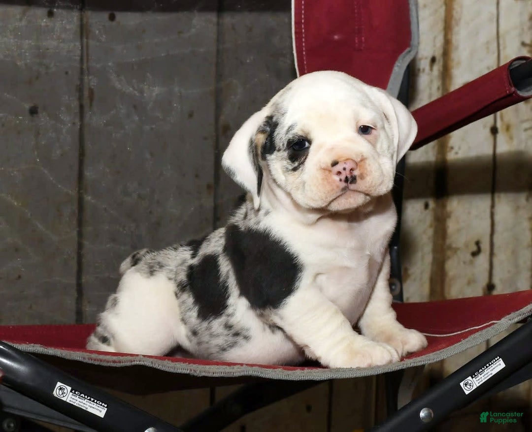 Beabull dogs for sale: Sunny - Image 5