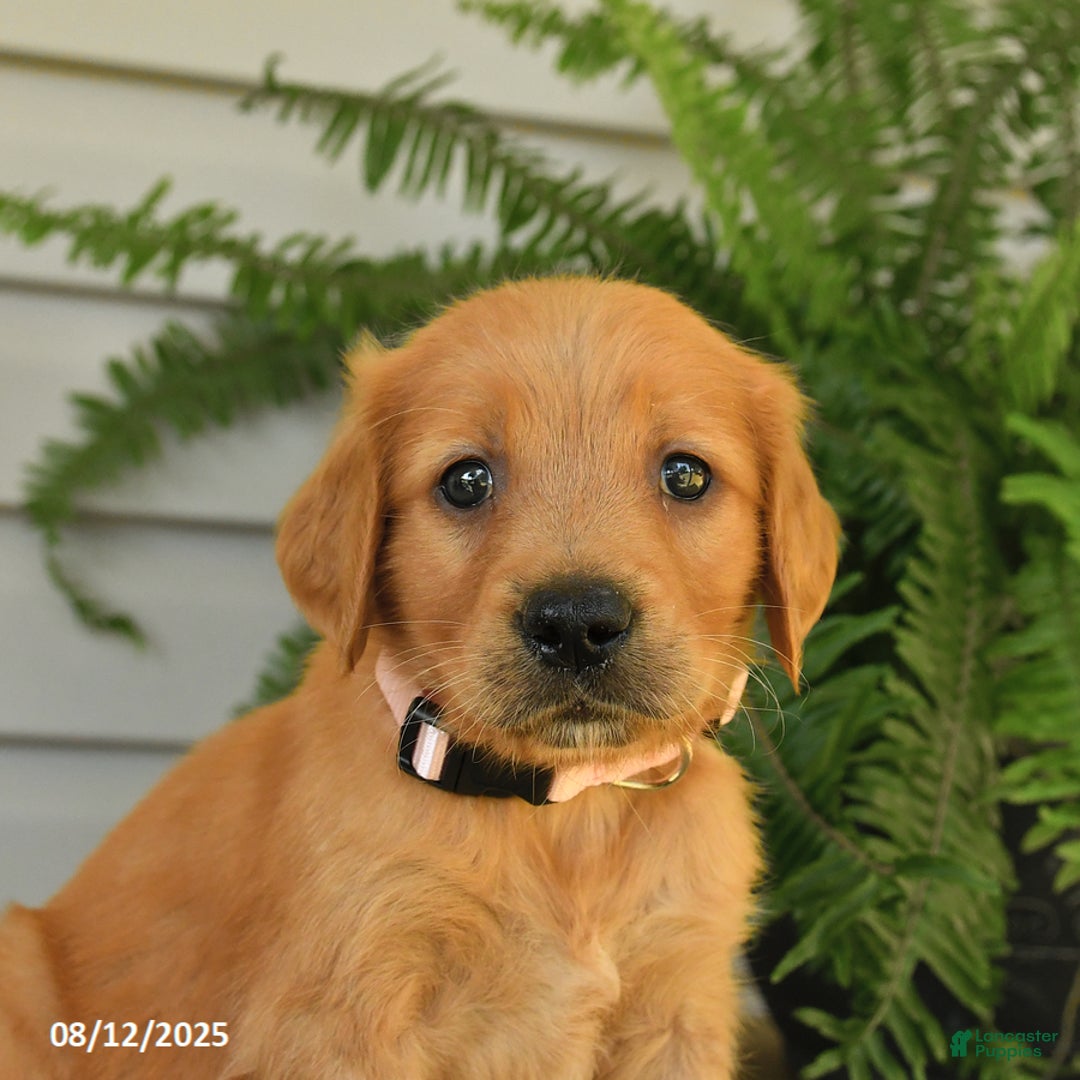 Golden Retriever dogs for sale: Maggie - Image 2