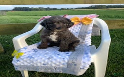 Goldendoodle dogs for sale: Lucy - Image 4