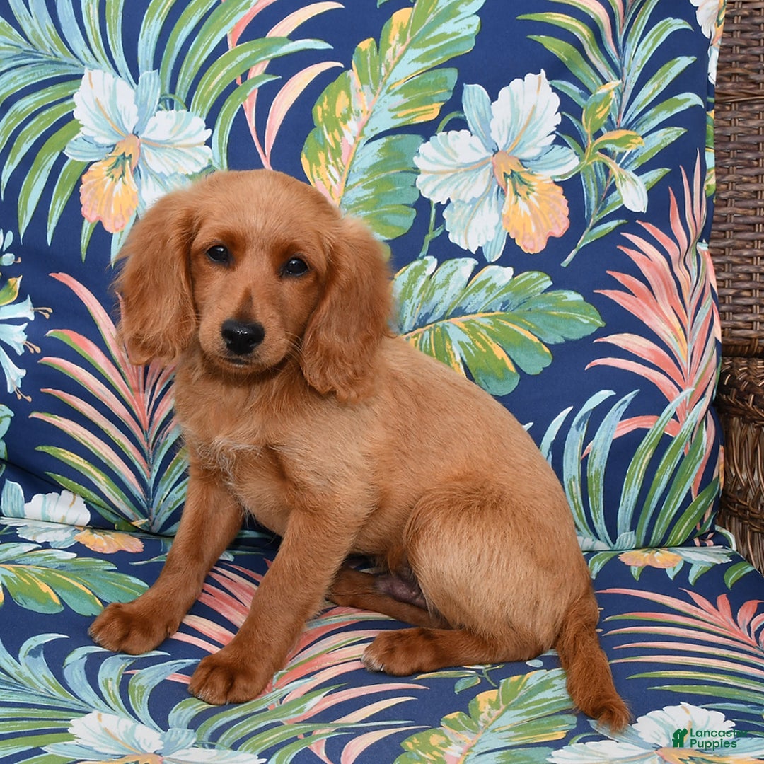 Forever dogs for sale: Tucker - Image 3