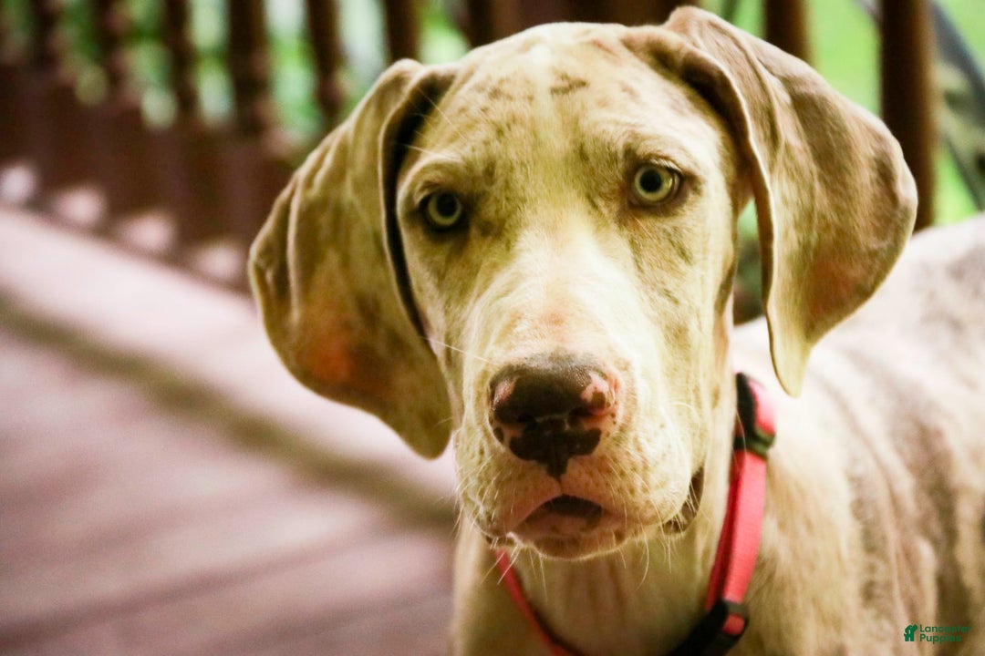 Great Dane dogs for sale: Jovie - Image 11