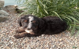 Bernedoodle dogs for sale: Archer - Image 7