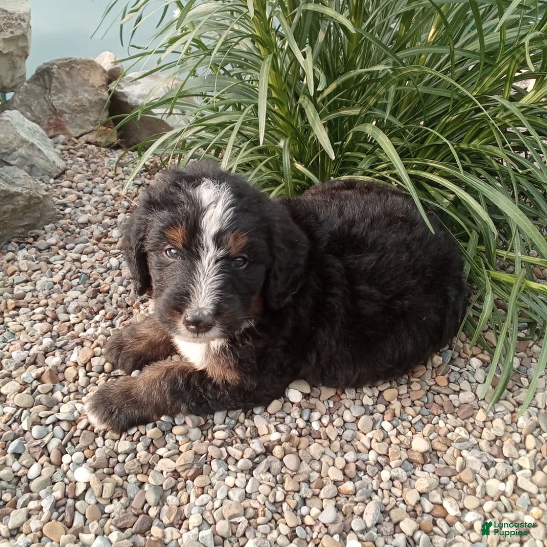 Bernedoodle dogs for sale: Archer - Image 7