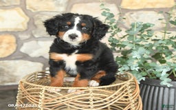 Mini Bernedoodle dogs for sale: Gracie - Image 3