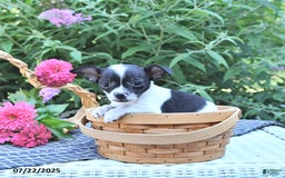 Chihuahua dogs for sale: Zimmer - Image 4