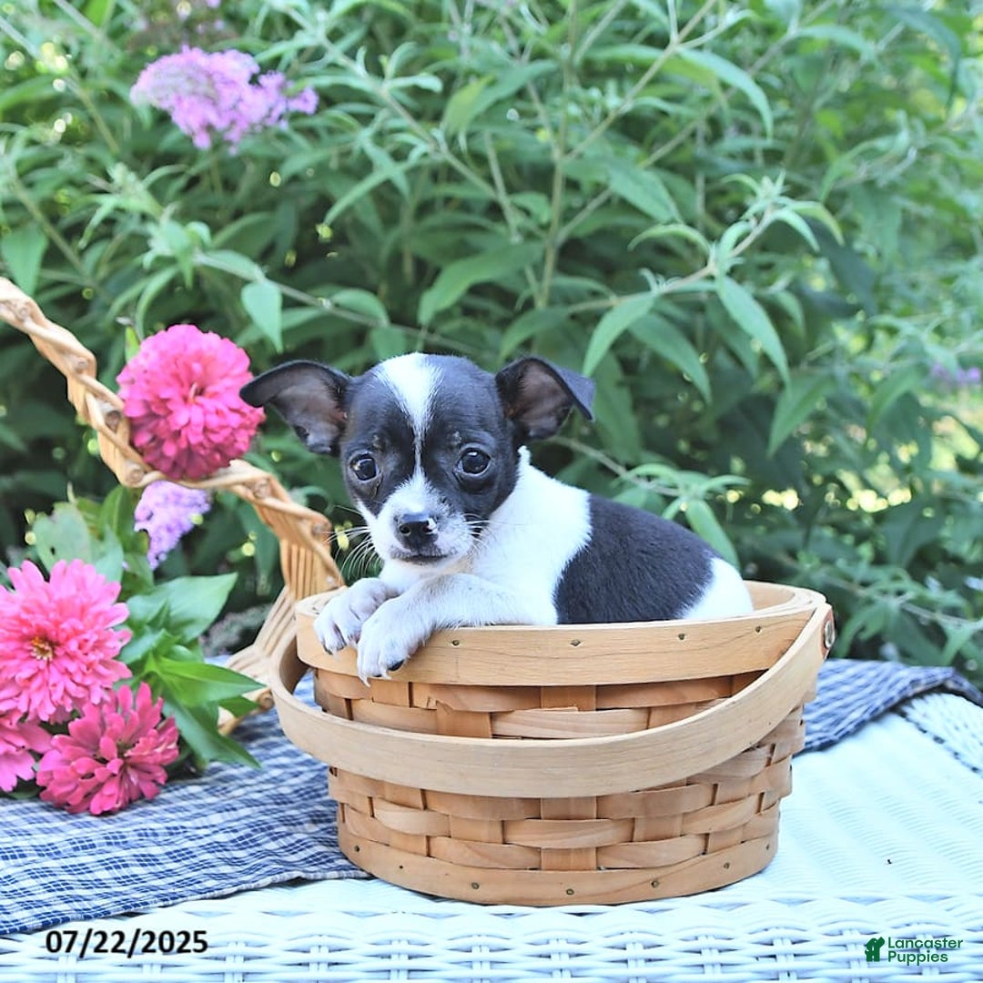 Chihuahua dogs for sale: Zimmer - Image 4