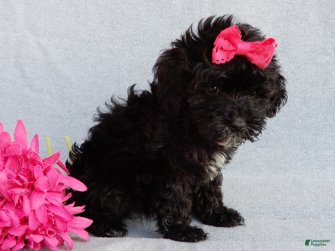 Cockapoo dogs for sale: Isabelle - Image 5