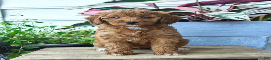 Penny