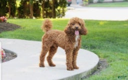 Cockapoo dogs for sale: Buster - Image 13