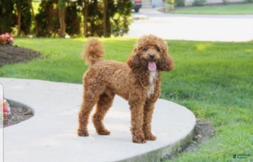 Cockapoo dogs for sale: Buster - Image 13