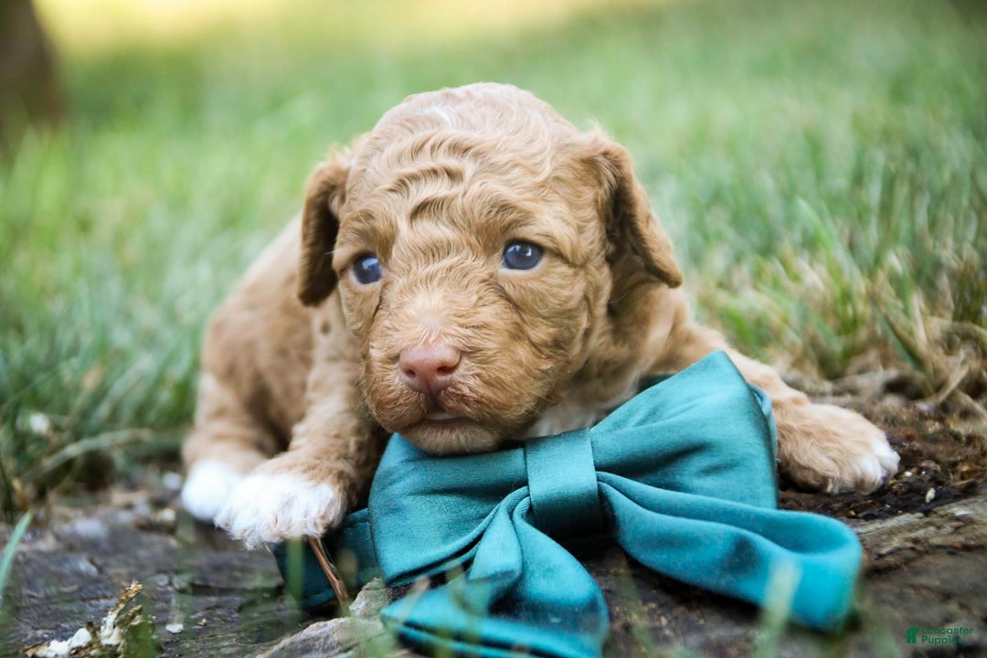 Miniature Poodle dogs for sale: Miniature Poodle 4 puppies - Image 11