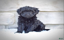  dogs for sale: Mini Goldendoodle 3 puppies - Image 8