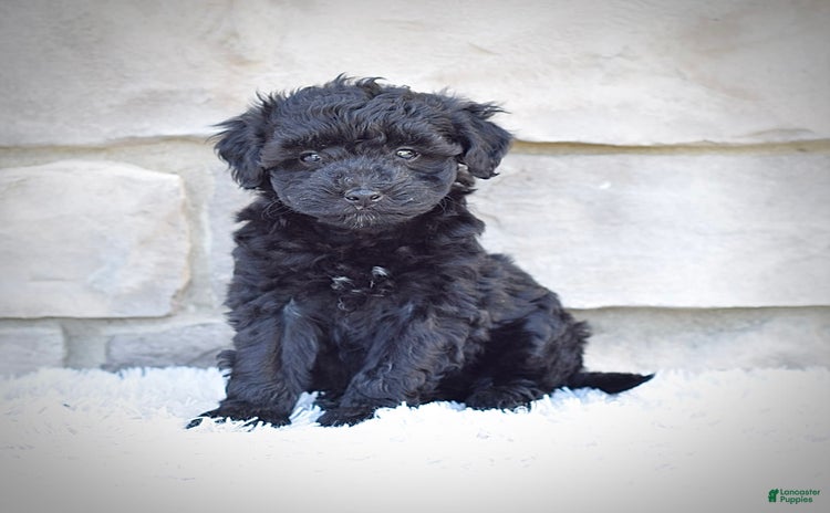 Mini Goldendoodle dogs for sale - Ad 3