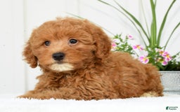Mini Goldendoodle dogs for sale: Harver - Image 7