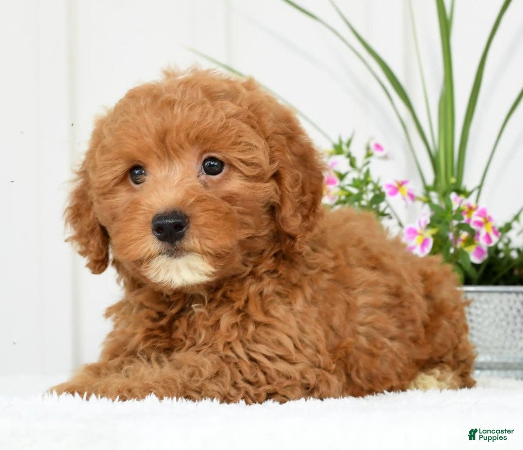 Mini Goldendoodle dogs for sale: Harver - Image 7