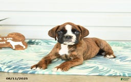 Boxer dogs for sale: Harry - Image 4