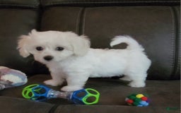 Cavachon dogs for sale: Justice - Image 1