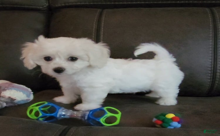 Cavachon dogs for sale - Ad 3