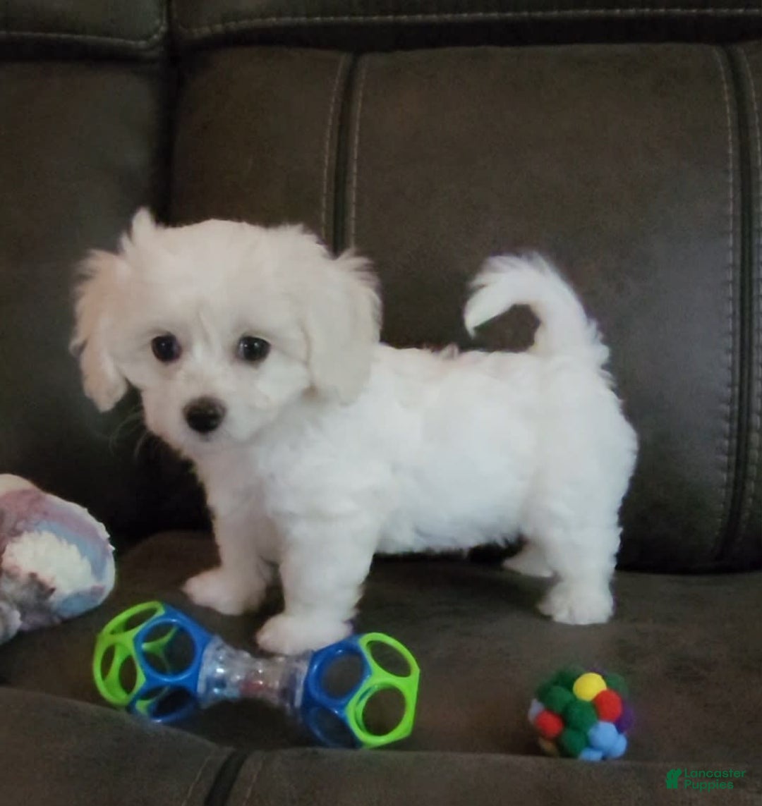 Cavachon dogs for sale: Justice - Image 1