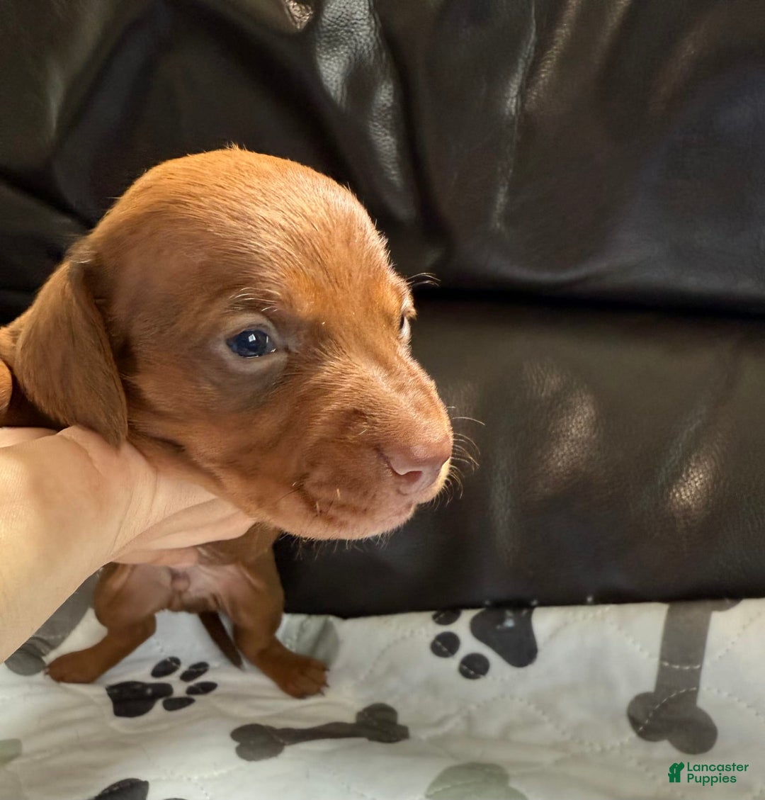 Miniature Dachshund dogs for sale: Otto - Image 7