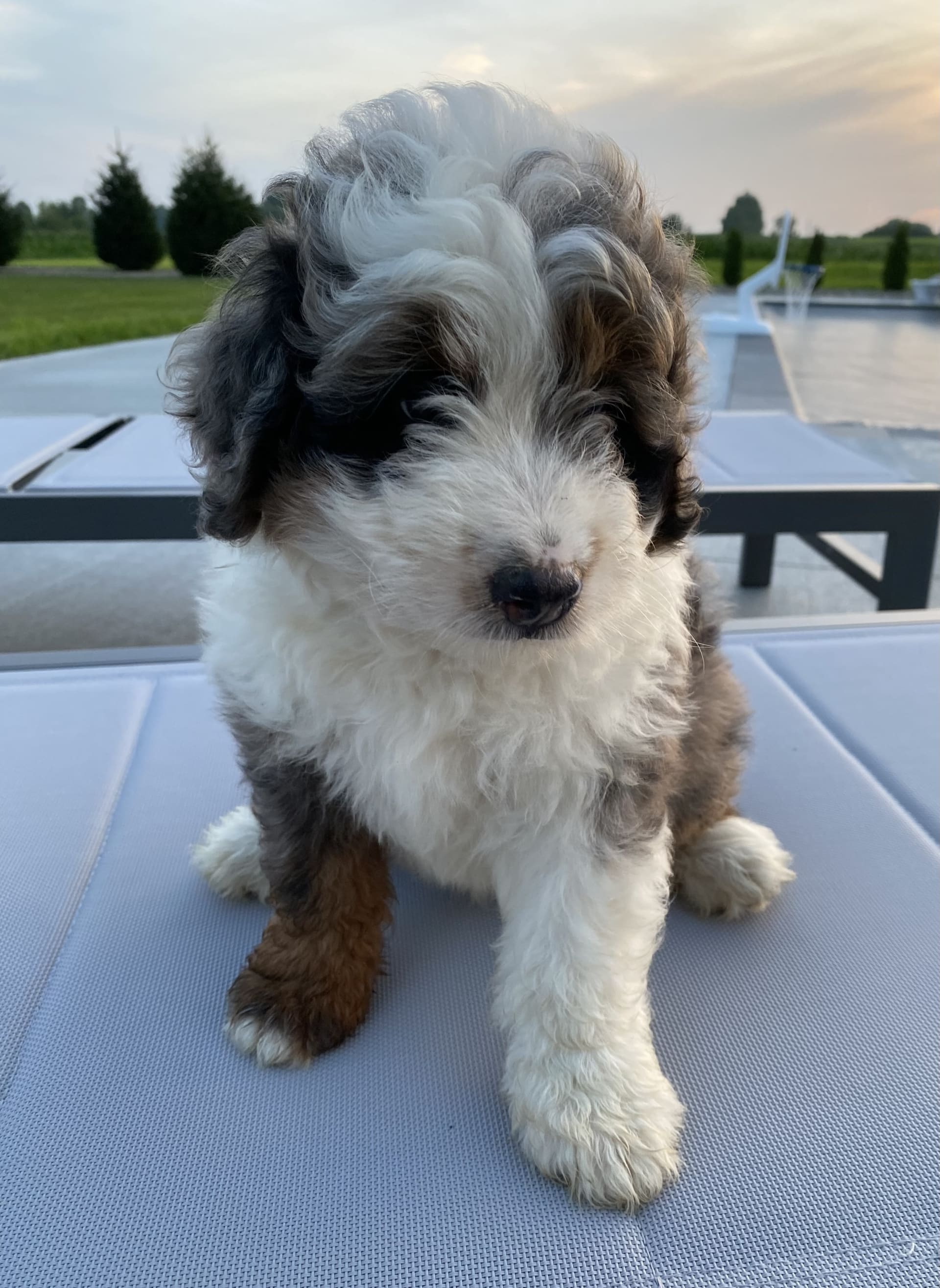 Mini Bernedoodle dogs for sale: Sammy - Image 3